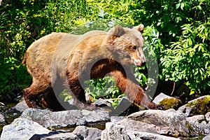 Alaska Brown Grizzly Bear Walking