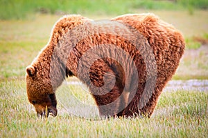 Alaska Brown Grizzly Standing and Eating