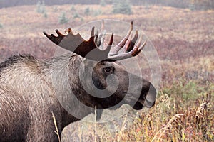 Alaska Bull Moose photo