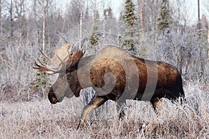 Alaska Bull Moose