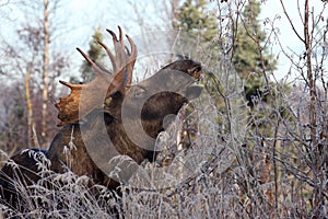 Alaska Bull Moose