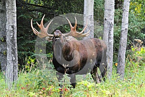 Alaska Bull Moose