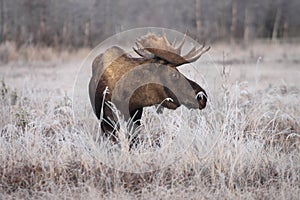 Alaska Bull Moose