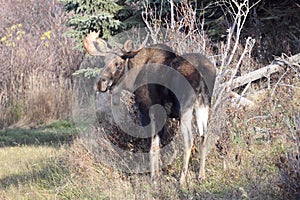 Alaska Bull Moose