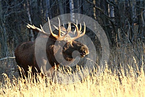 Alaska Bull Moose