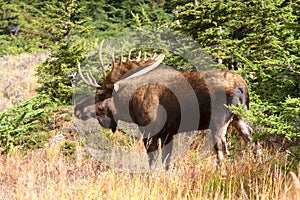 Alaska Bull Moose