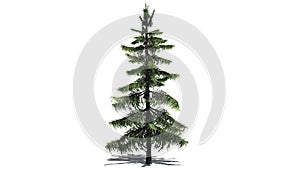Alaska Cedar tree