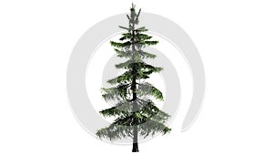Alaska Cedar tree