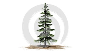 Alaska Cedar tree