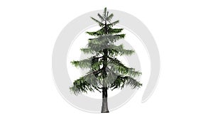 Alaska Cedar tree