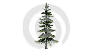 Alaska Cedar tree