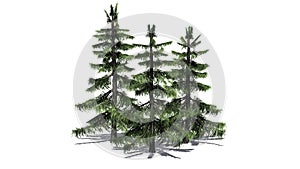 Alaska Cedar trees with shadow