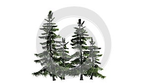 Alaska Cedar trees
