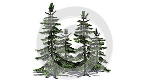 Alaska Cedar trees