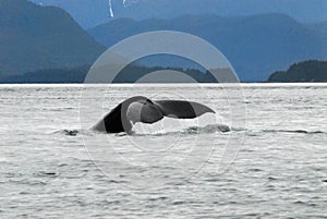 Alaska- Close Up- Gray Whale Diving With Mountain Background