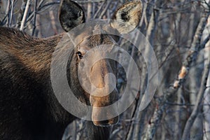 Alaska Cow Moose