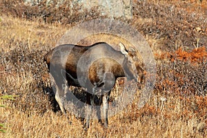 Alaska Cow Moose