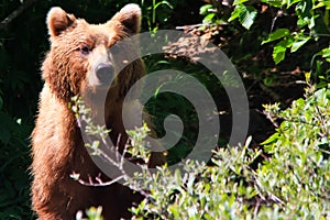 Alaska Curious Brown Grizzly Bear