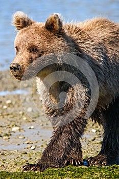 Alaska Cute Baby Brown Grizzly Bear Cub Walking