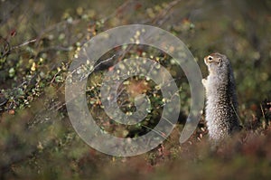 Alaska - Denali National Park