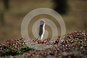 Alaska - Denali National Park - Chipmunk