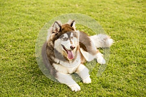 Alaska sled dog photo