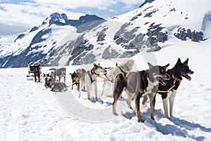 Alaska - Dog Sledding photo