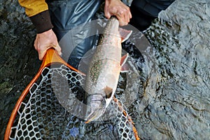 Alaska Dolly Varden