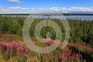 Panorama of the Matanuska River