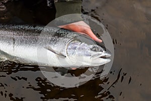 Alaska fly fisherman holding steelhead