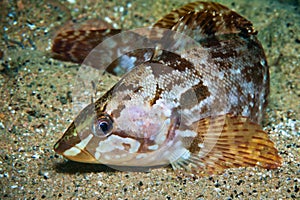 Alaska green-fish in water of sea of japan