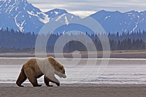 Alaska grizzly brown bear walking wildlife mountains