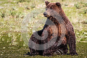 Alaska Huge Brown Grizzly Bear Sitting