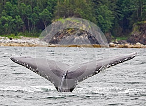 Alaska Humpback Tail Fluke 2