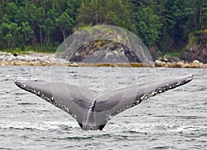 Alaska Humpback Tail Fluke 2 photo