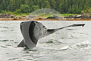 Alaska Humpback Tail Fluke Water Spray photo