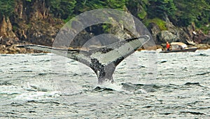 Alaska Humpback Whale Flame Dives 2