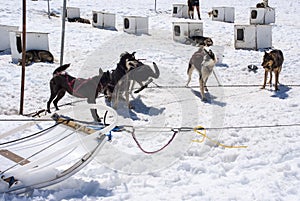 Alaska - Husky Dogs in the Musher Camp