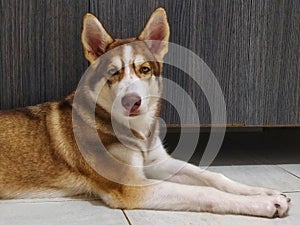 Alaska the Husky red in Pereira Risaralda photo