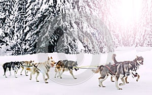 Alaska husky sled dogs in action in a snowy arctic forest during winter