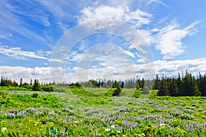 Alaska - Kenai Peninsula Wildflowers photo