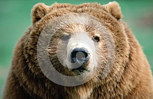 Alaska Kodiak Brown Bear portrait