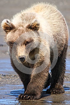 Alaska Lake Clark Brown Bear Cub Walking photo