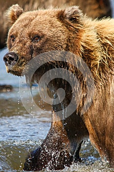 Alaska Lake Clark Brown Bear Mother Portrait photo