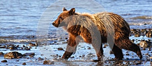 Alaska Lake Clark Young Brown Grizzly Bear Walking photo