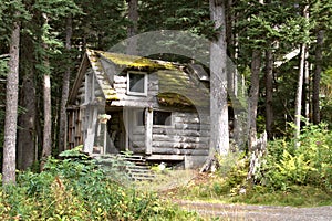 Alaska log home surrounded by forest