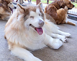 Alaska Malamute dog portrait in domesticated pet