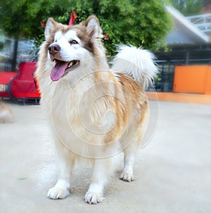 Alaska Malamute dog portrait in domesticated pet