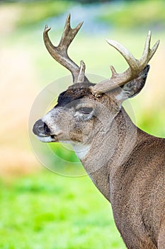 Alaska male sitka black-tailed deer close up portrait