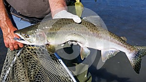 Alaska Man Holding Nice Pink Salmon